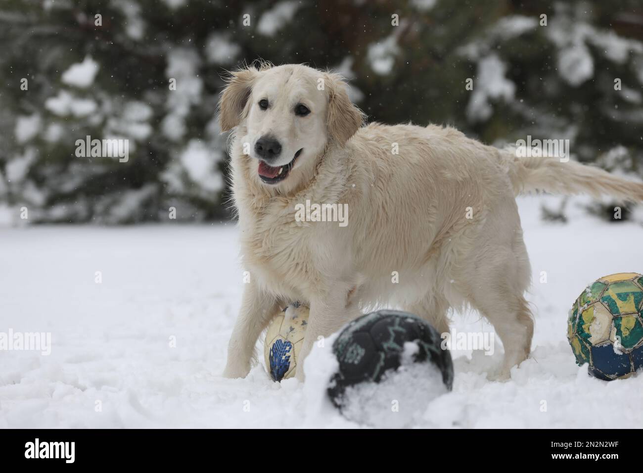 Süßer Golden Retriever, der im Schnee spielt Stockfoto