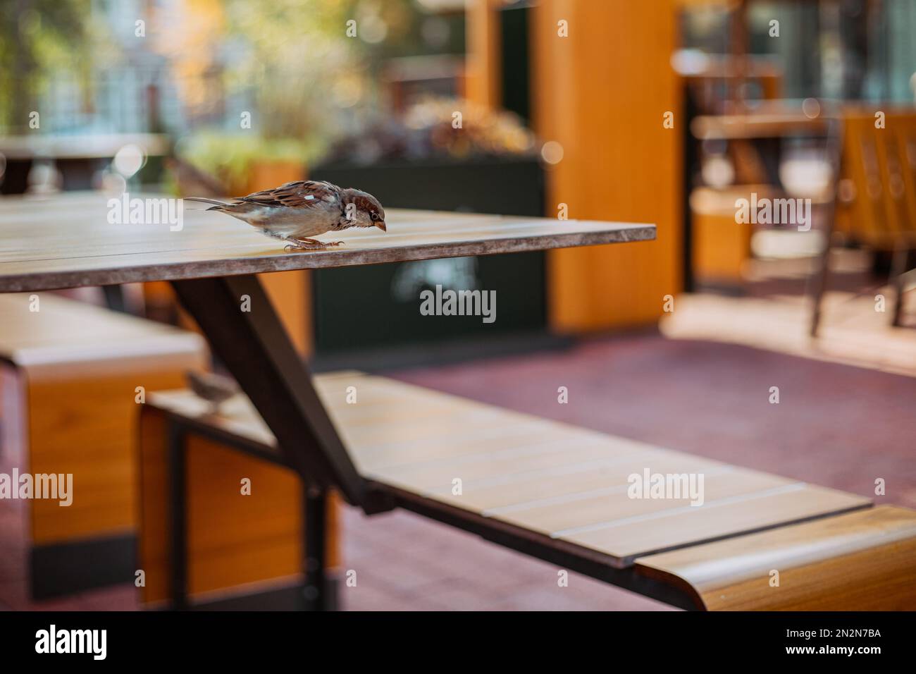 Ein kleiner Spatz sitzt auf einem Tisch in einem Café auf der Suche nach Essen. Vogel-Nahaufnahme Stockfoto