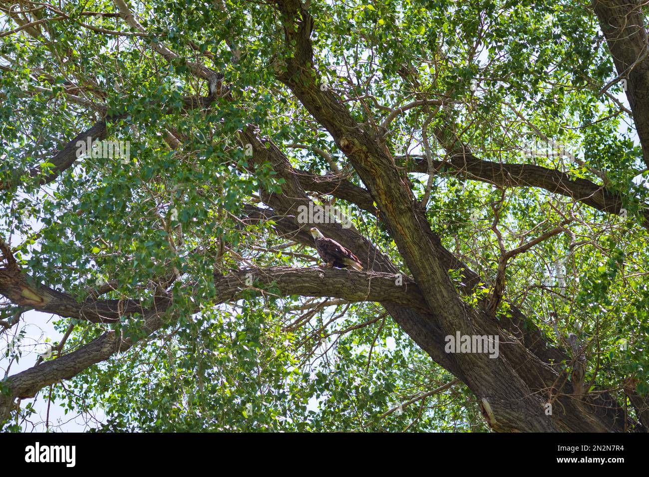 Ein amerikanischer Weißkopfadler ruht in einem Baum, bevor er an einem Sommertag in der Nähe von Billings, Montana, zum Flug aufbricht. Stockfoto