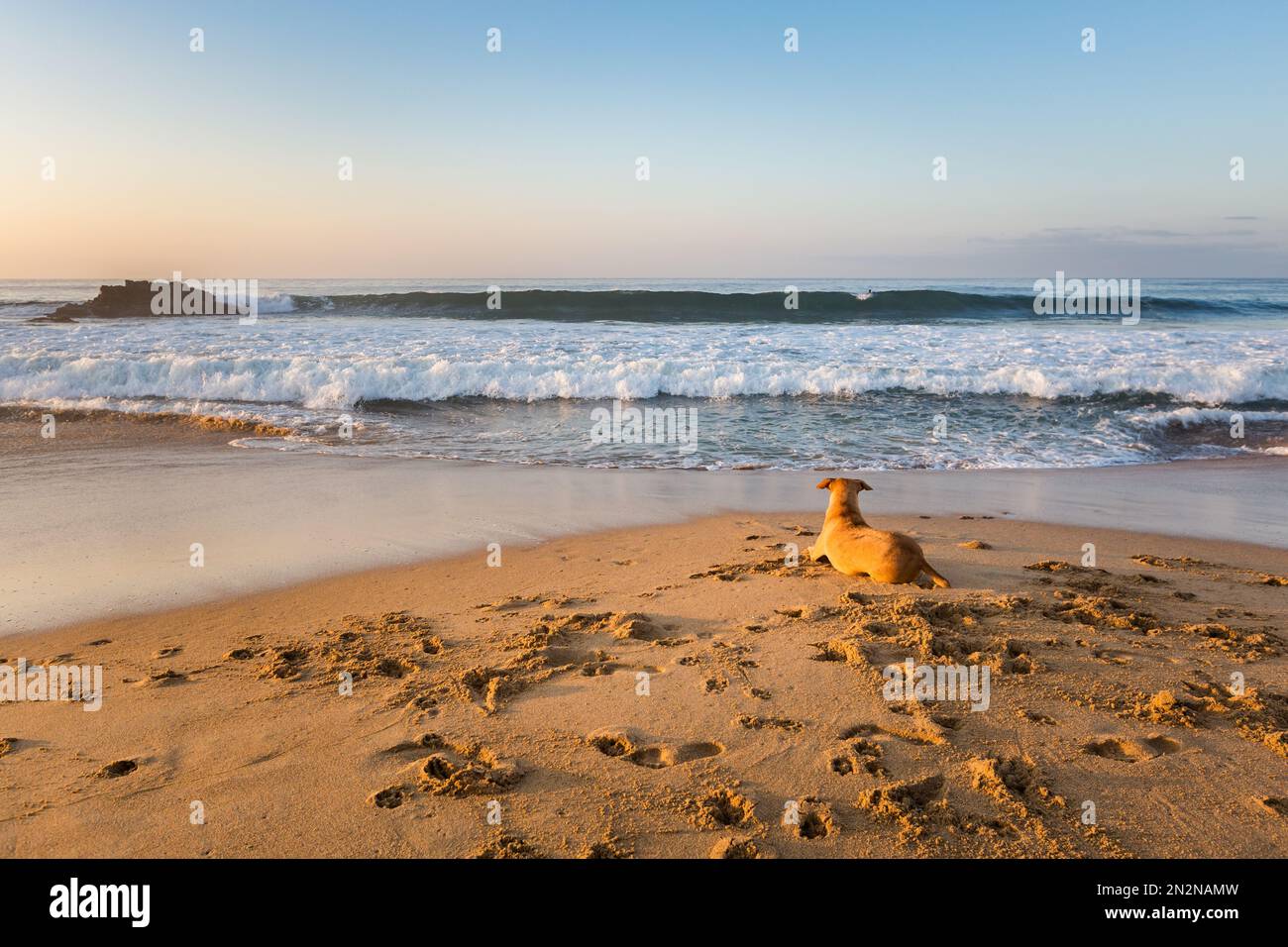 Wunderschöner Zipolite Strand in Mexiko. Landschaft bei Sonnenaufgang mit Hunden. Stockfoto