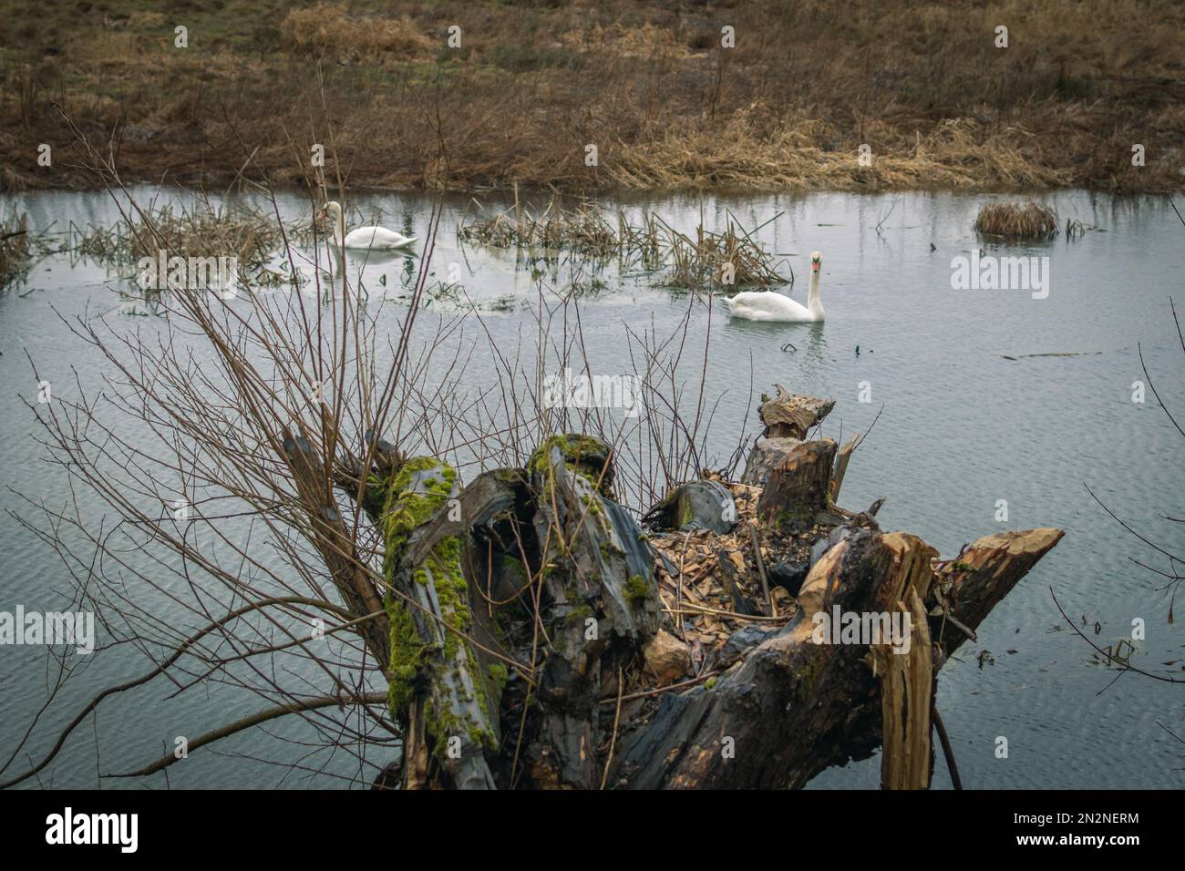 Ein kleiner, wilder Fluss Grabia in Mittelpolen. Stockfoto