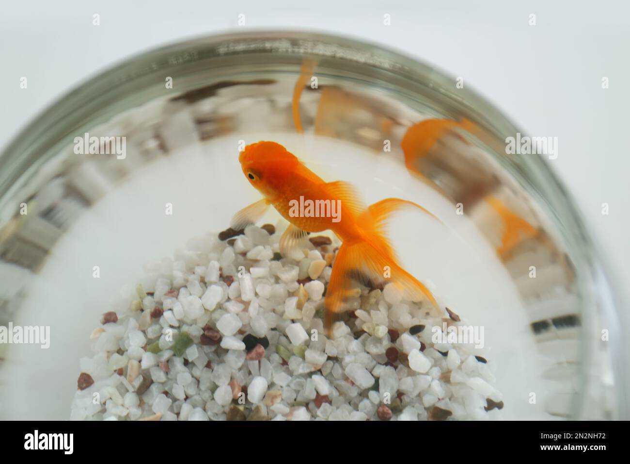 Wunderschöne, helle Goldfische im Aquarium, Nahaufnahme Stockfoto