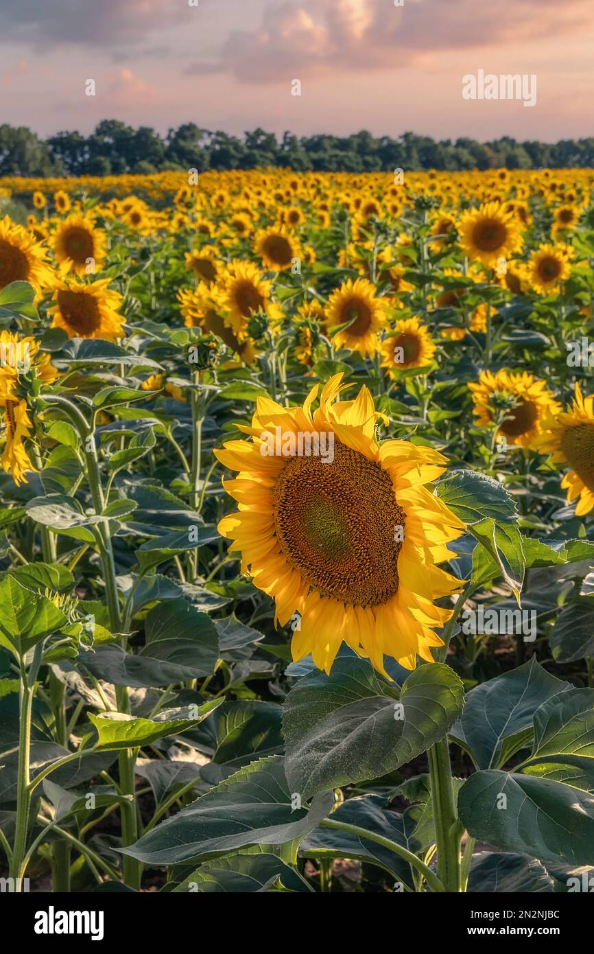 Wunderschöne Sonnenblumen auf dem Feld bei Sonnenuntergang. Die Ukraine ist unter anderem für ihre endlosen Felder mit Sonnenblumen bekannt. Stockfoto