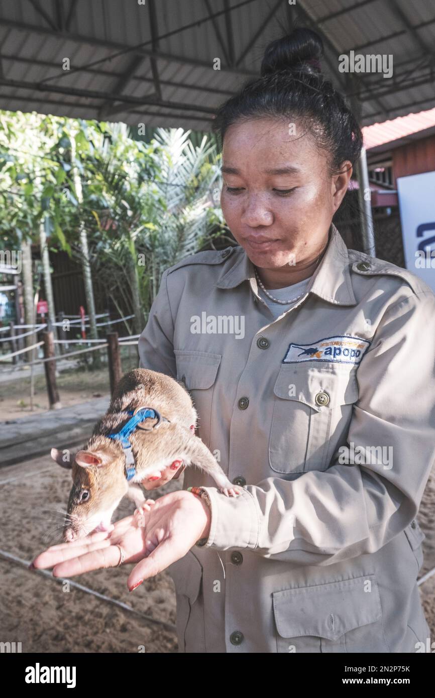 Asien, Kambodscha, Siem Reap, Apopo Visitor Center, Mitarbeiter des Landminenortungszentrums, wo sie riesige afrikanische Ratten ausbilden, um Landminen zu finden Stockfoto