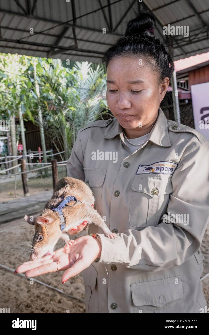 Asien, Kambodscha, Siem Reap, Apopo Visitor Center, Mitarbeiter des Landminenortungszentrums, wo sie riesige afrikanische Ratten ausbilden, um Landminen zu finden Stockfoto