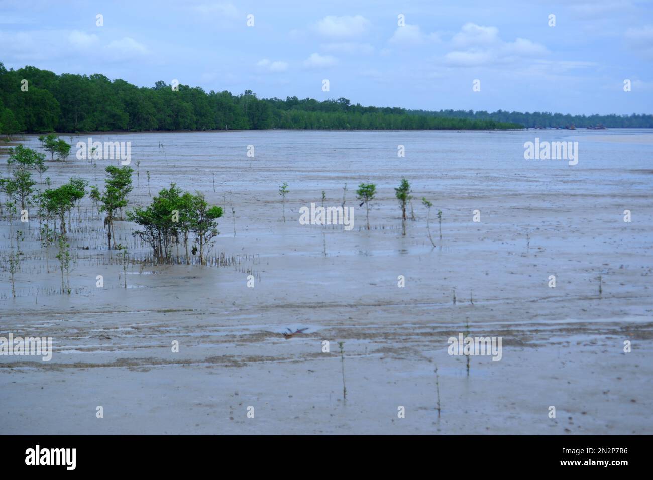 Blick Auf Low Tide Und Einige Kleine Avicennia Marina Bäume, Mit Mangrovenwald Im Hintergrund Im Belo Laut Village Während Des Tages Stockfoto