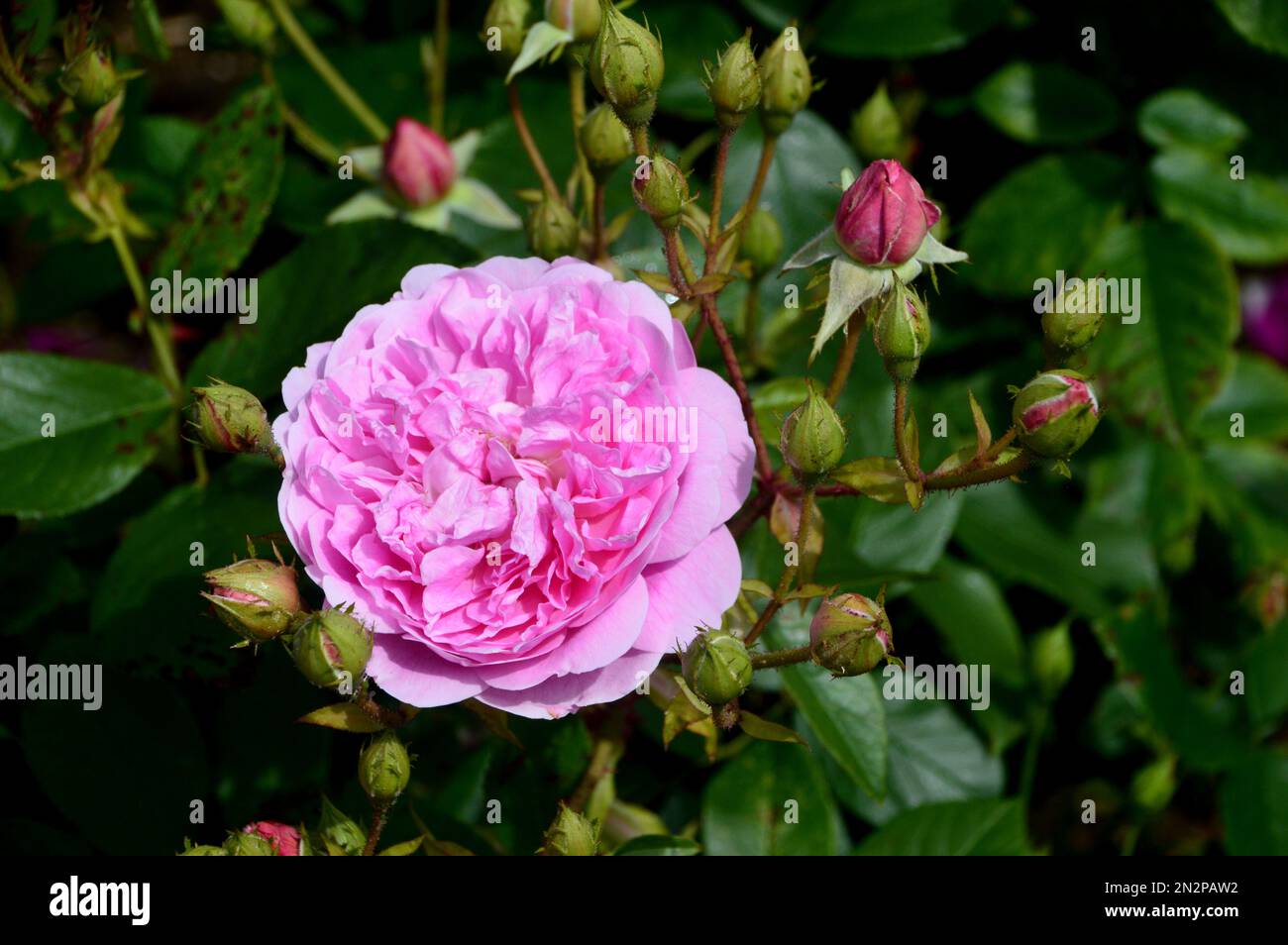 Single Pink Rosa „Harlow Carr“ (Aushouse) Double Rose Flower, angebaut bei RHS Garden Harlow Carr, Harrogate, Yorkshire, England, Großbritannien Stockfoto