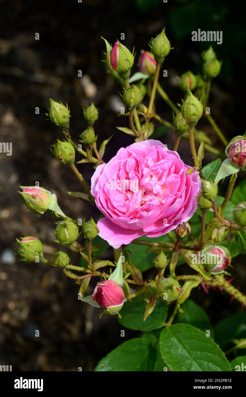 Single Pink Rosa „Harlow Carr“ (Aushouse) Double Rose Flower, angebaut bei RHS Garden Harlow Carr, Harrogate, Yorkshire, England, Großbritannien Stockfoto