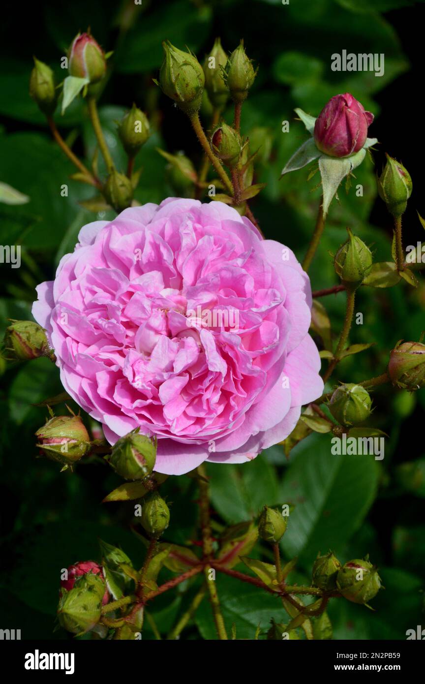 Single Pink Rosa „Harlow Carr“ (Aushouse) Double Rose Flower, angebaut bei RHS Garden Harlow Carr, Harrogate, Yorkshire, England, Großbritannien Stockfoto