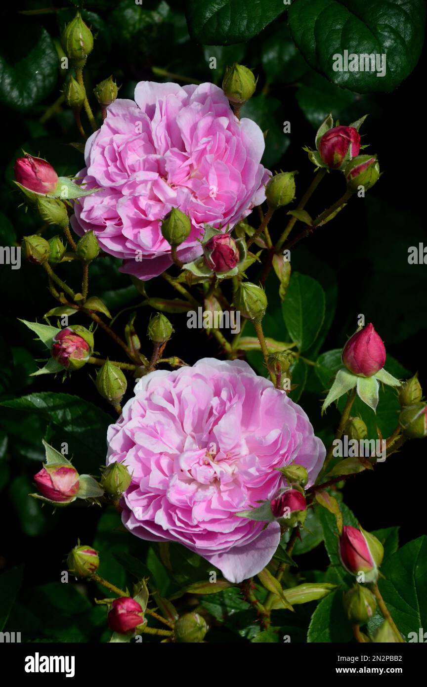 Pink Rosa „Harlow Carr“ (Aushouse) Double Rose Flower, die bei RHS Garden Harlow Carr, Harrogate, Yorkshire, England, Großbritannien, angebaut wird Stockfoto