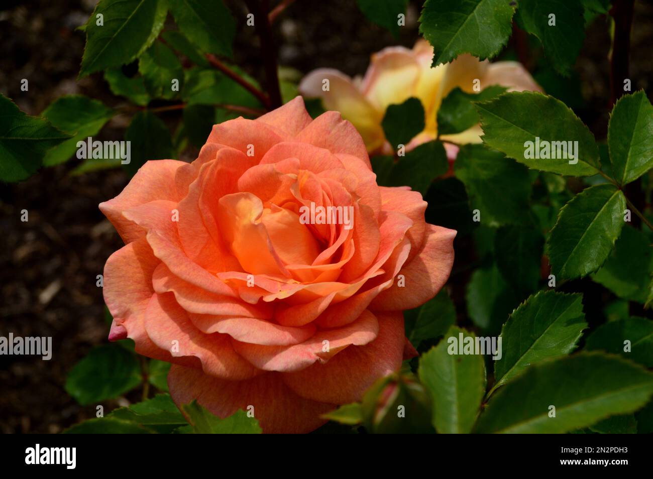 Einzelne orange Rosa „Lady of Shalott“ Rose Flower, angebaut bei RHS Garden Harlow Carr, Harrogate, Yorkshire, England, Großbritannien Stockfoto