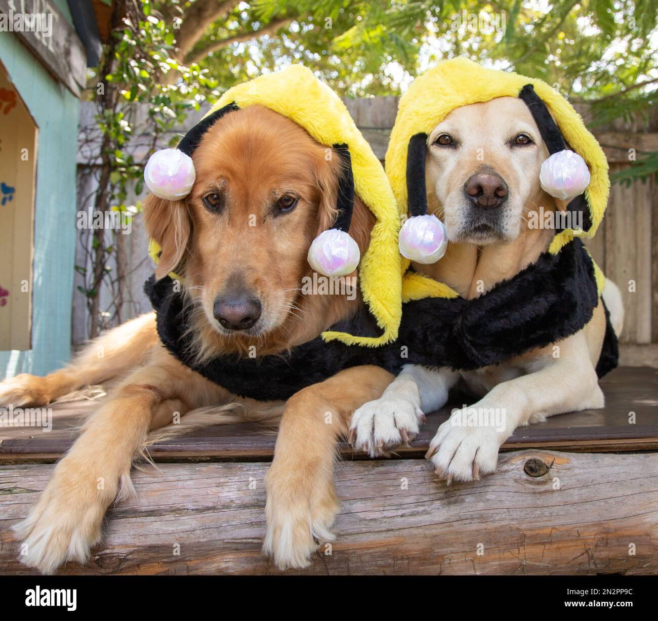 Porträt eines goldenen Retriever und gelben labrador Retriever in Bienenkostümen auf der Terrasse im Garten, Florida, USA Stockfoto