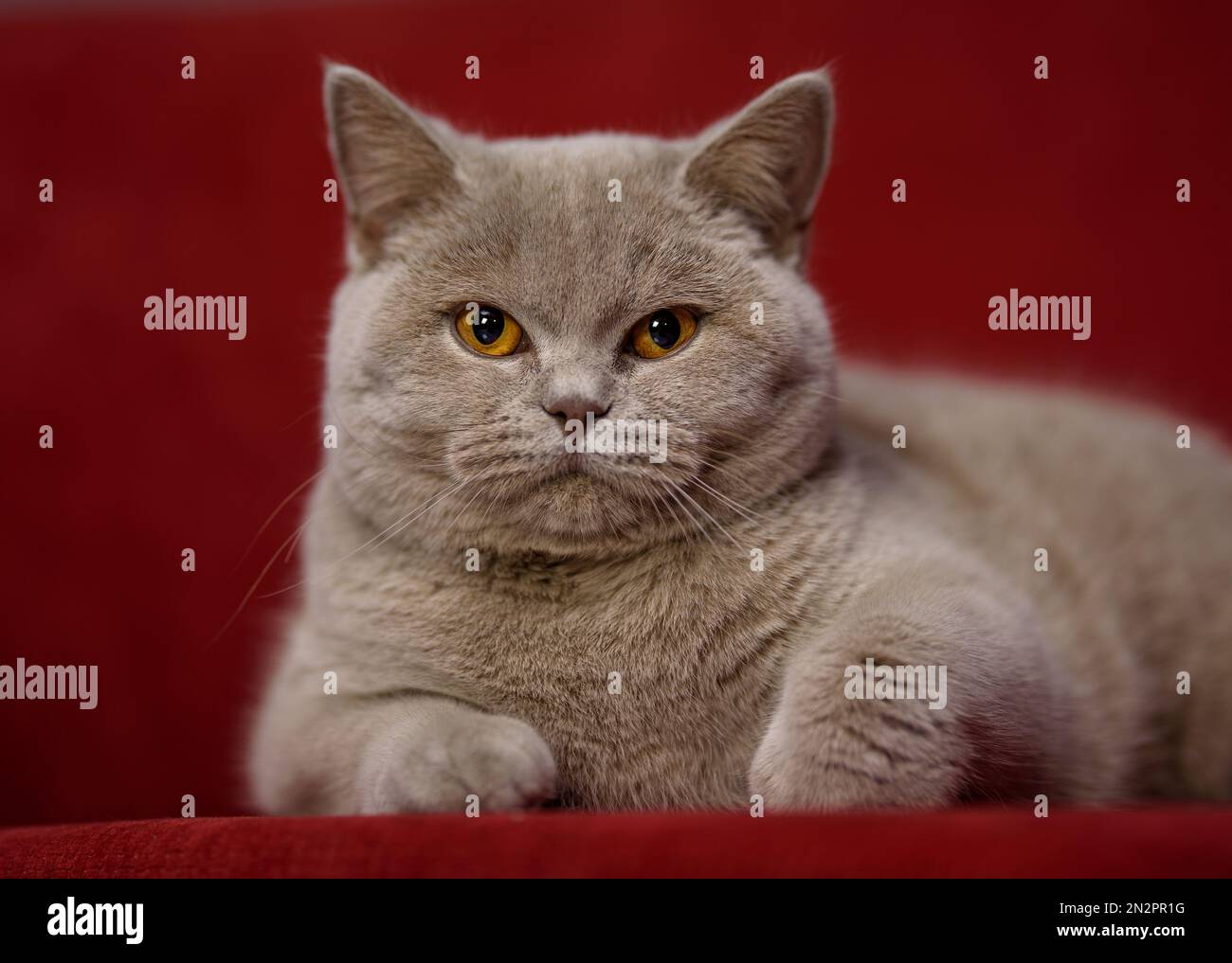 Nahaufnahme einer grauen Katze auf einem roten Stuhl Stockfoto