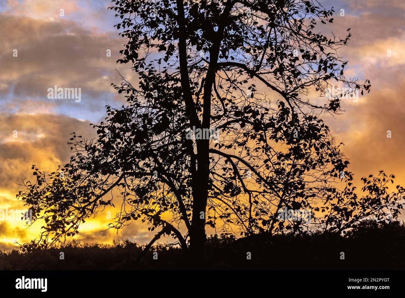 Echte Silhouette eines großen Baumes vor dem Hintergrund eines hellroten Herbstmorgens Stockfoto