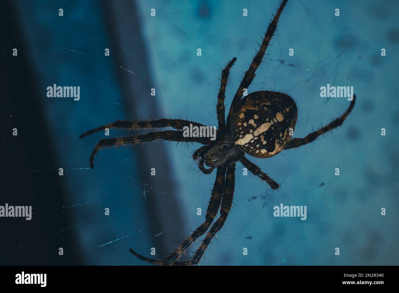 Eine Makro-Draufsicht eines Western-Orbwebers auf seinem Netz vor dem isolierten Hintergrund Stockfoto