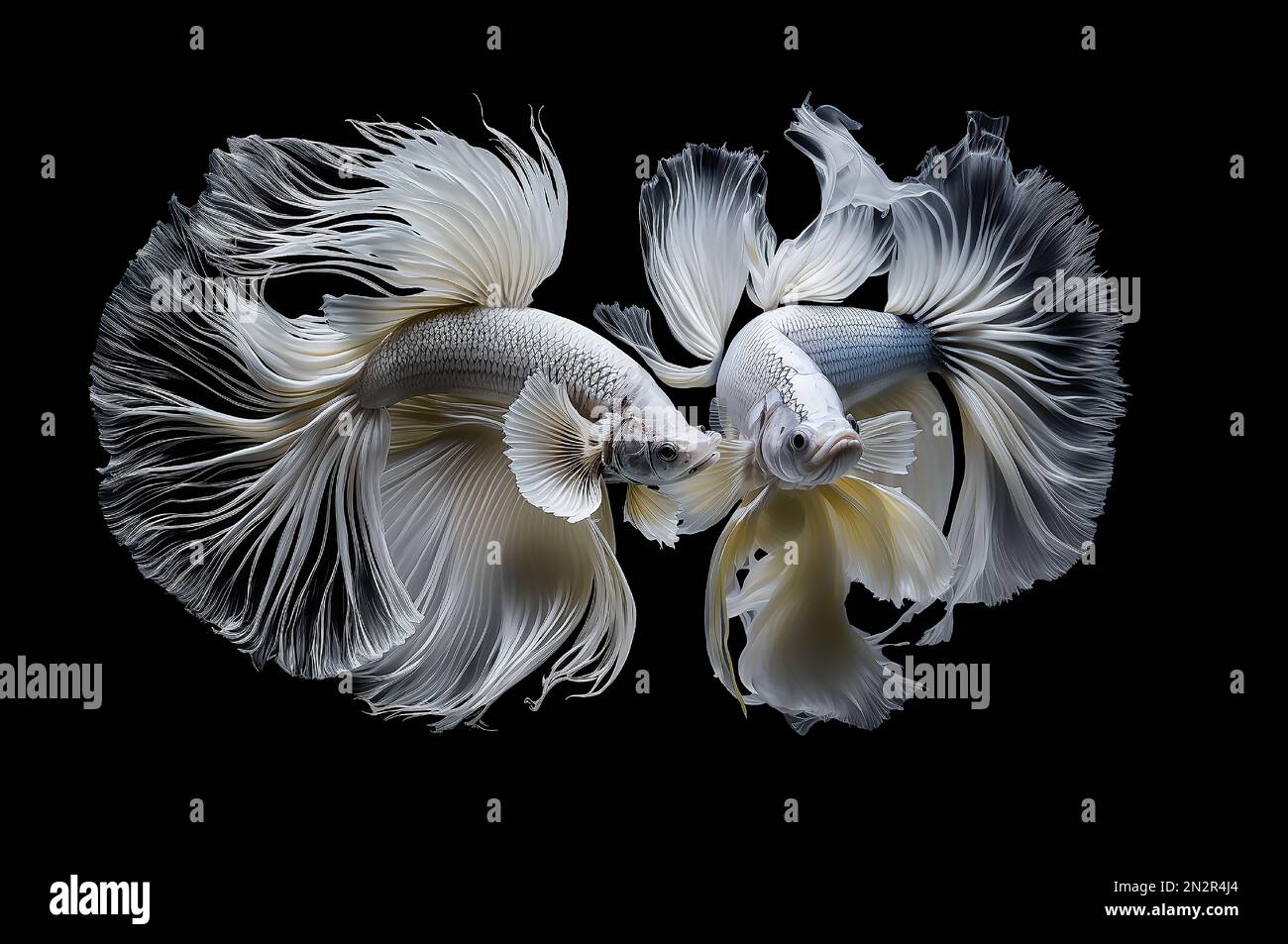 Nahaufnahme von zwei weißen Betta Fish vor schwarzem Hintergrund Stockfoto