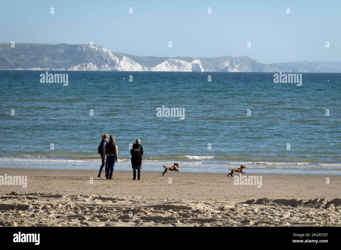 Hundefreunde am Strand, Weymouth, Dorset, England, Vereinigtes Königreich, Europa Stockfoto