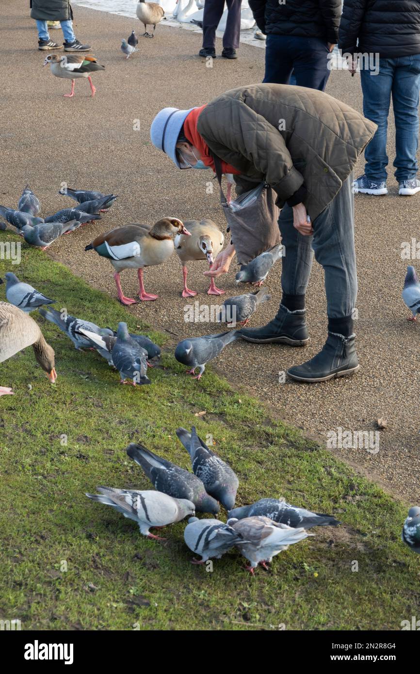 Fütterung von Vögeln und Wildvögeln am runden Teich in Kensington Gardens, London, England, Großbritannien, Europa Stockfoto