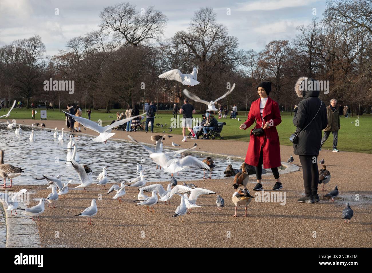 Fütterung von Vögeln und Wildvögeln am runden Teich in Kensington Gardens, London, England, Großbritannien, Europa Stockfoto