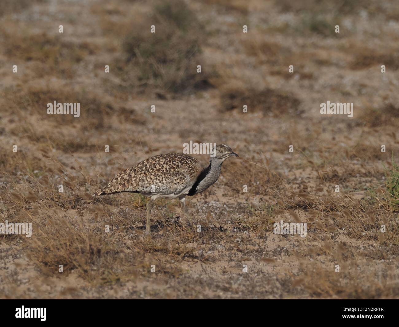 Houbara-Trappe in den Ebenen von Lanzarote, einer lokalen Hochburg für diese Art. Stockfoto