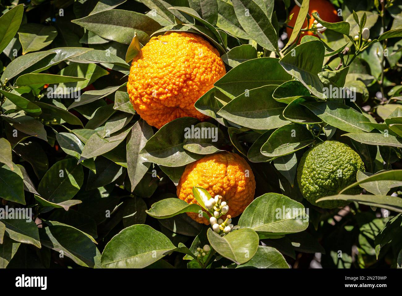 Orangen mit strukturierter Haut auf einem Baum in Sevilla, mit neuen Blüten, die zu blühen beginnen Stockfoto