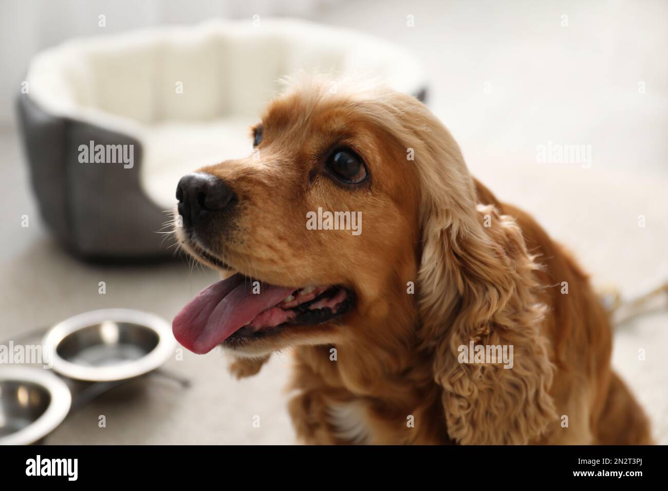 Süßer englischer Cocker Spaniel drinnen. Haustierfreundliches Hotel Stockfoto