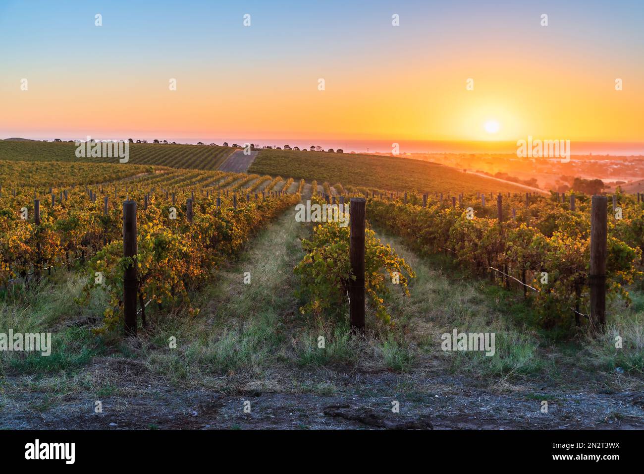 Weinberge im McLaren Valle bei Sonnenuntergang, Südaustralien. Stockfoto