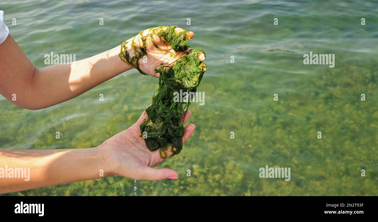 Globale Verschmutzung von Umwelt und Wasserkörpern. Eine Frau sammelt Proben zur Analyse. Wasserblüte, Reproduktion von Phytoplankton, Algen in der Stockfoto