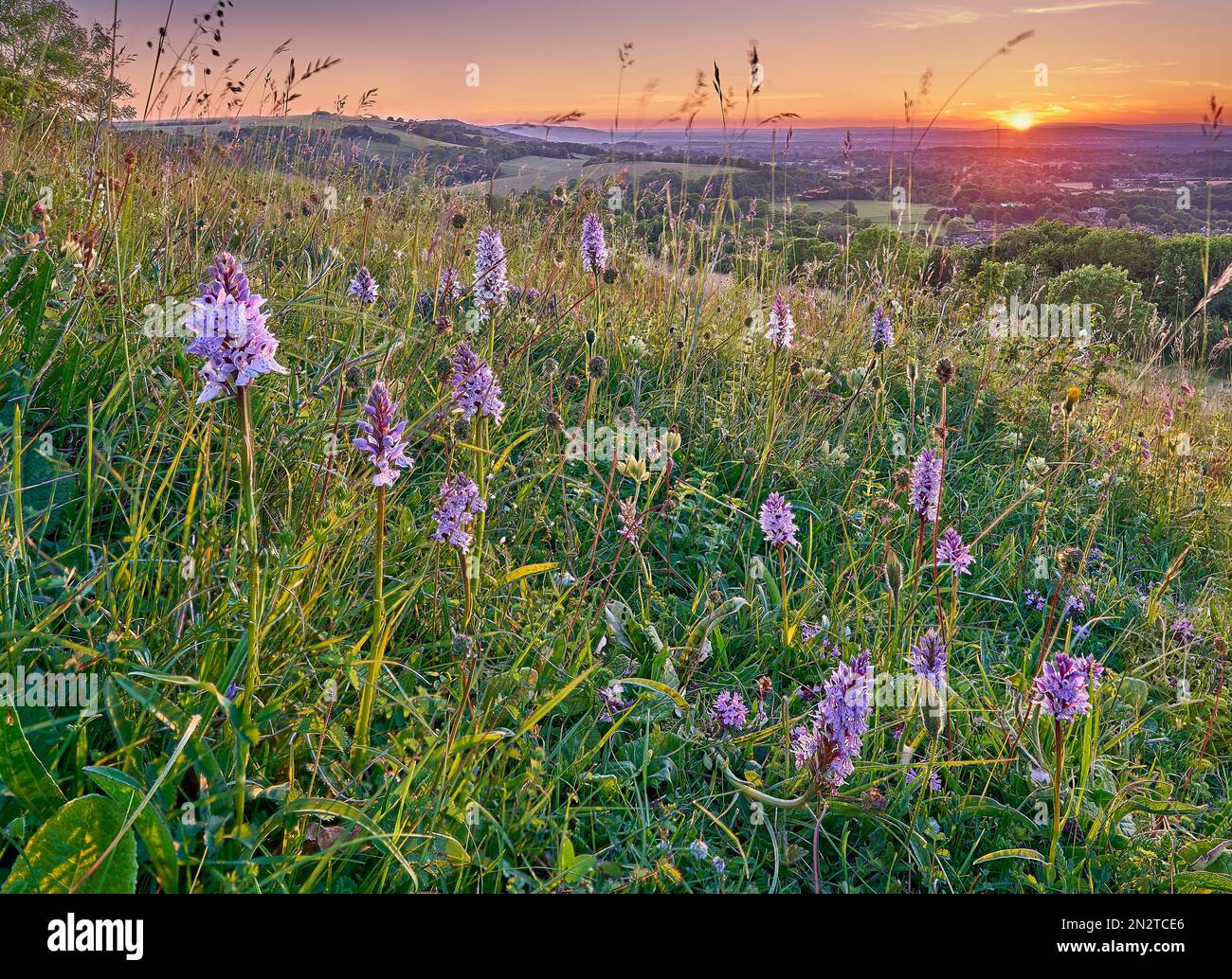 Artenreiches Kreidegrasland mit Orchideen in den South Downs in Sussex Stockfoto