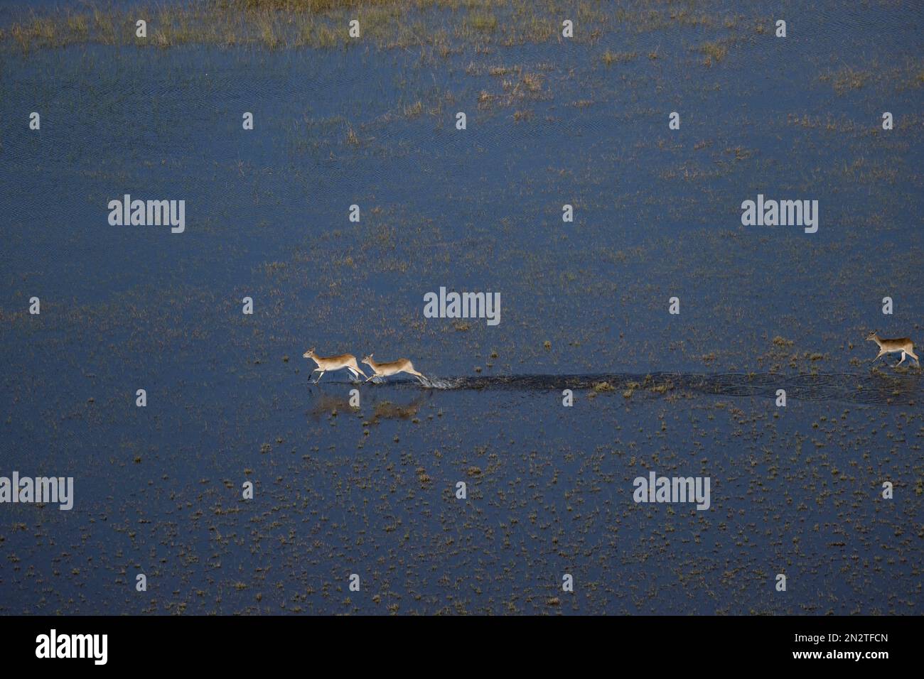 Luftaufnahme von Impalas im Wasser, Okavango Delta, Botsuana Stockfoto