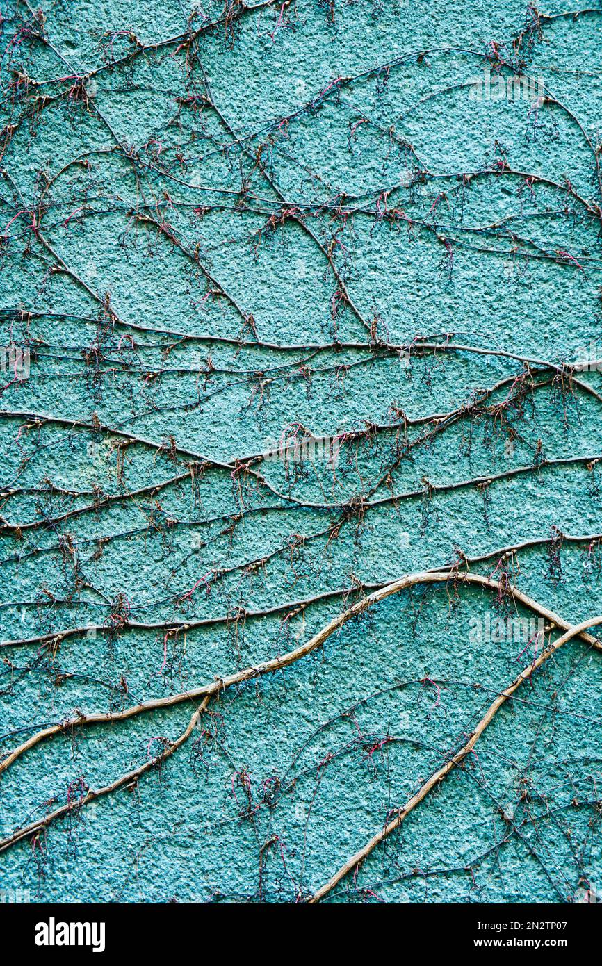 Abstrakter Hintergrund des Musters von Verzweigungen auf grüner Wand Stockfoto