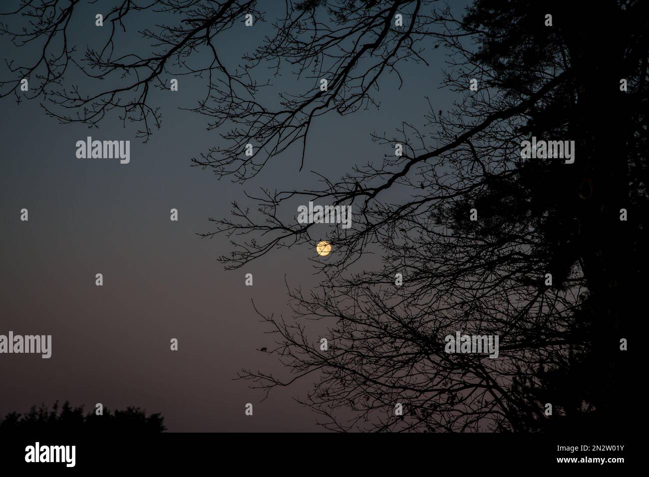 Vollmond scheint an einem kalten Wintermorgen, Waldviertel/Österreich Stockfoto