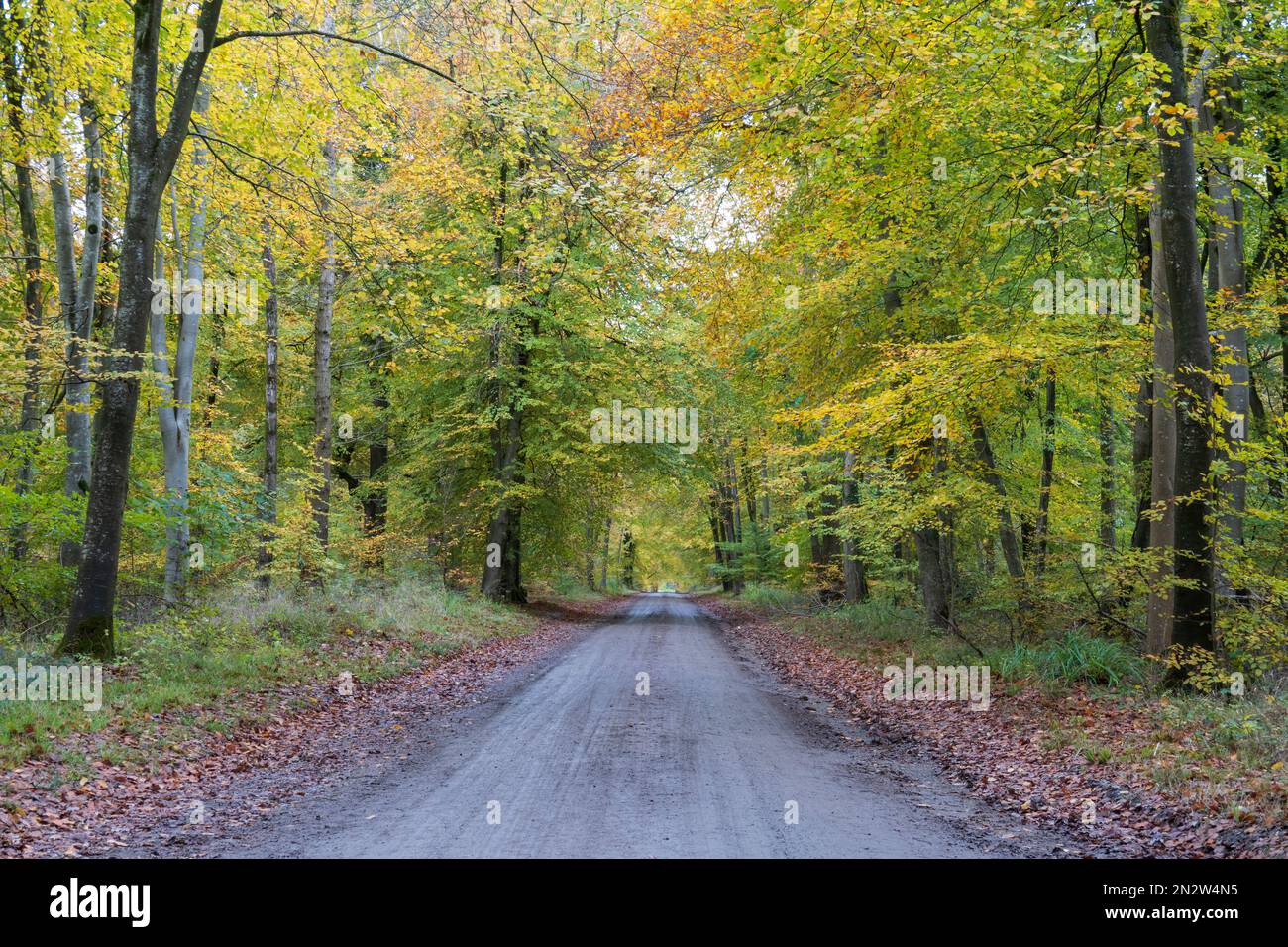 Herbstbäume und Wanderwege durch den Savernake Forest, Marlborough, Wiltshire, England, Vereinigtes Königreich, Europa Stockfoto