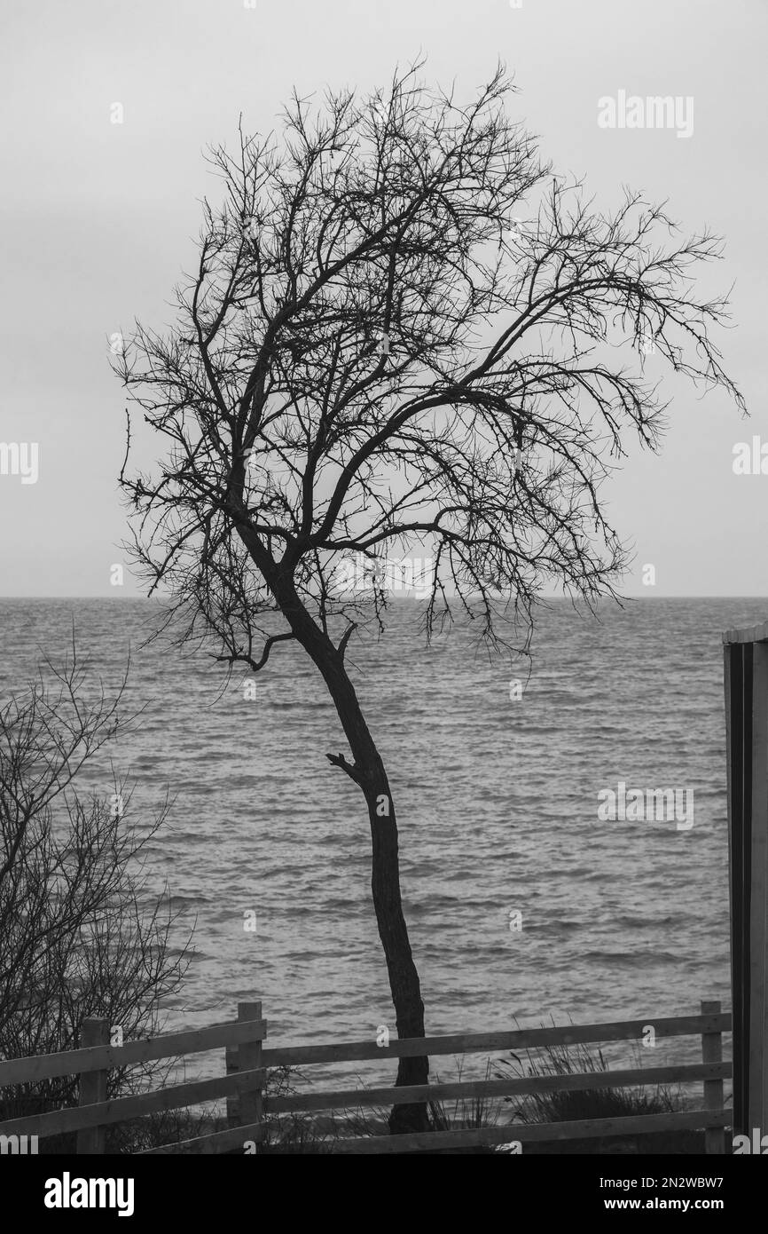 Silhouette des einsamen Baumes am Schwarzen Meer. Krim. Schwarz auf Weiß Stockfoto
