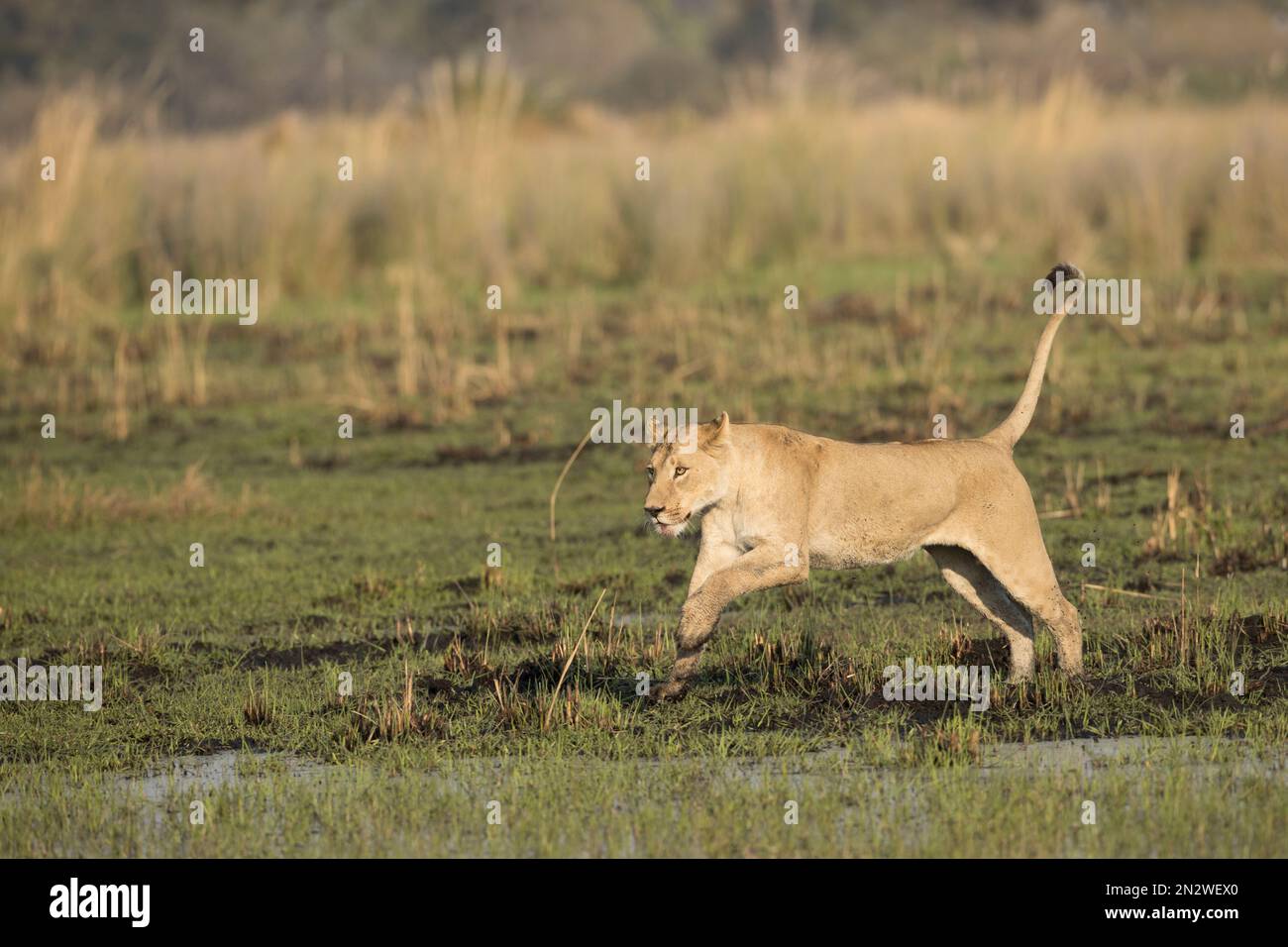 Löwenjagd, Okavango Delta, Botswan Stockfoto