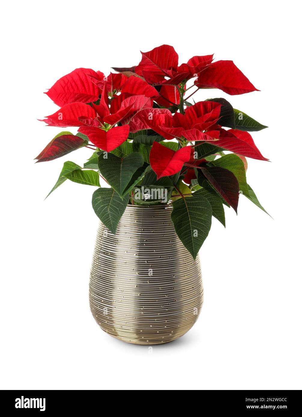 Wunderschöne Poinsettia (traditionelle Weihnachtsblume) auf weißem Hintergrund Stockfotografie