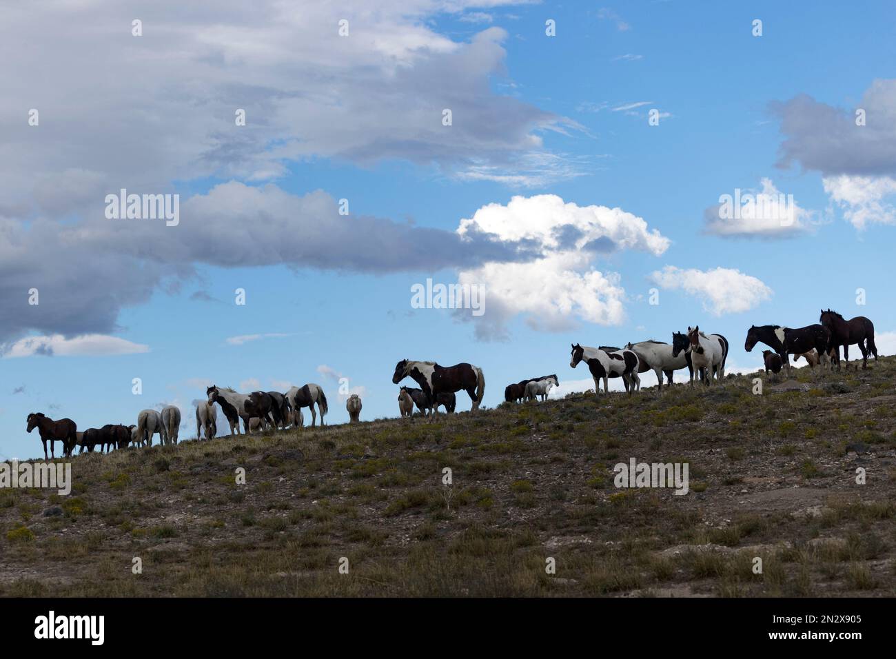 Wilde Onaqui-Pferde, Utah, USA Stockfoto