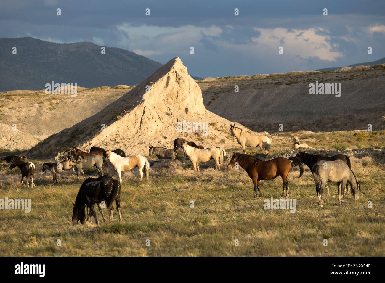 Wilde Onaqui-Pferde, Utah, USA Stockfoto