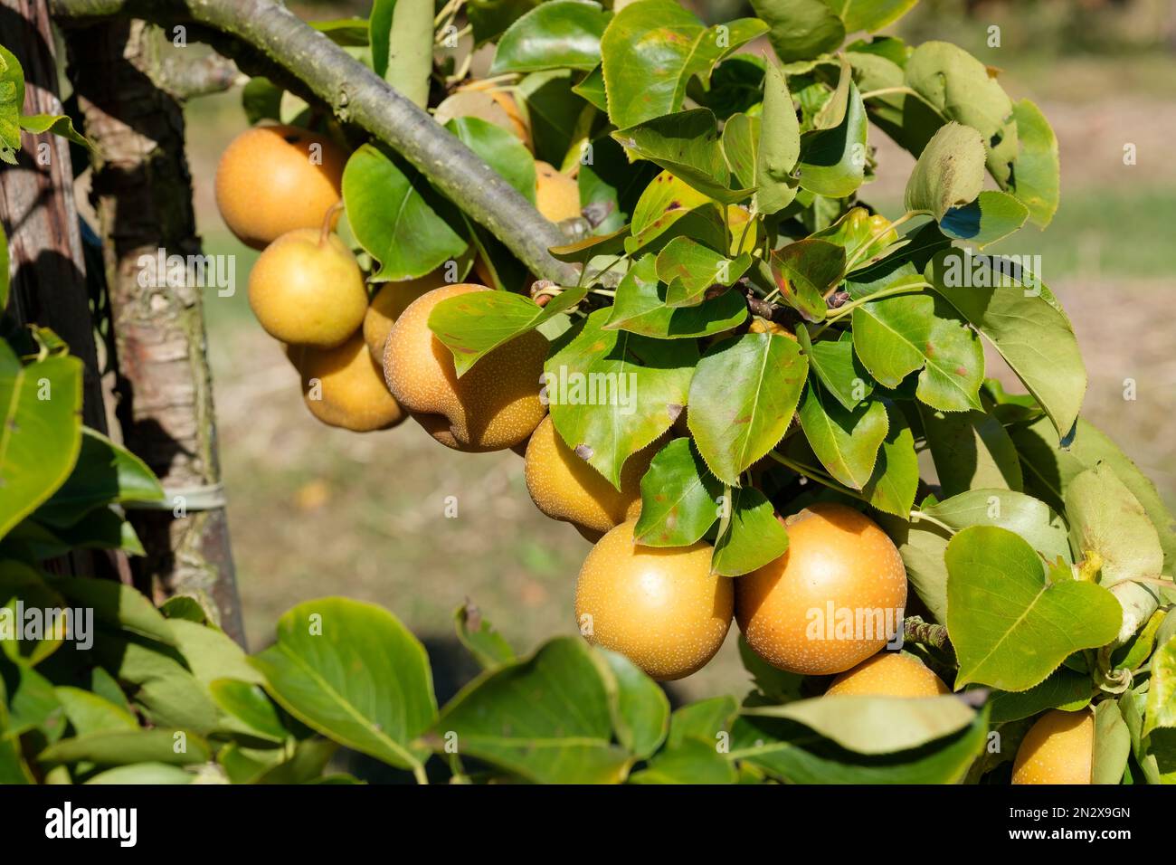 Pyrus pyrifolia Niitaka, Asiatische Birne Niitaka Birne, Nashi Birne, Apfelbirne, Sandbirne, Melonenbirne. Braune Rosenfrucht auf dem Baum Stockfoto