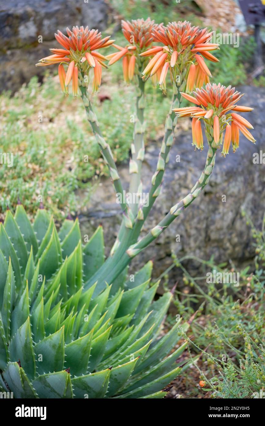 gesichtsspray aloe vera Aloe Vera Spray aus der Apotheke main image 1