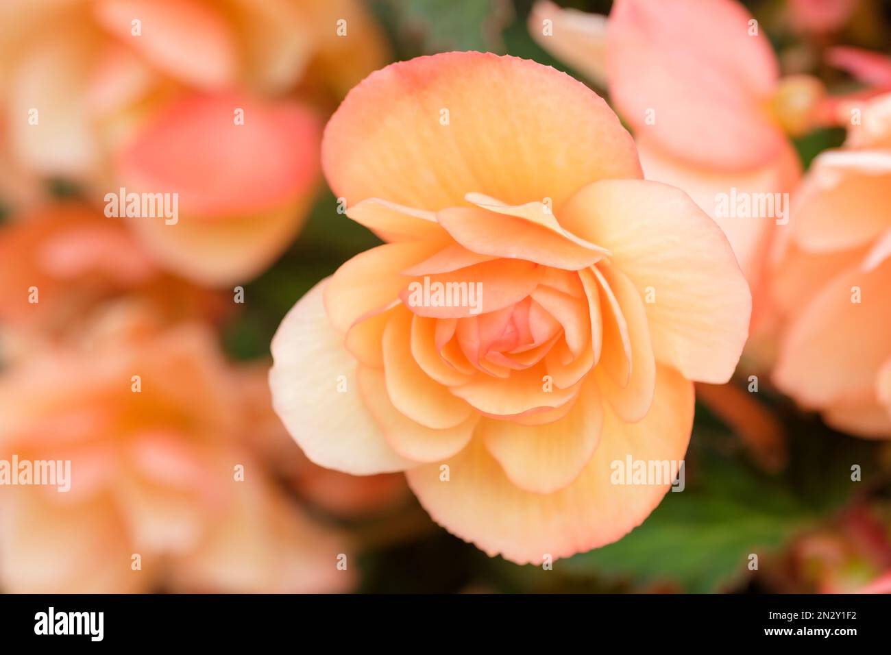 Begonia Apricot Delight, duftende Wasserfälle Serie, doppelt blühende apricotfarbene Blumen Stockfoto