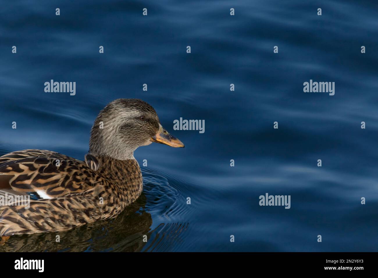 Nahaufnahme einer jungen Ente, die in einem blauen Wasser schwimmt Stockfoto