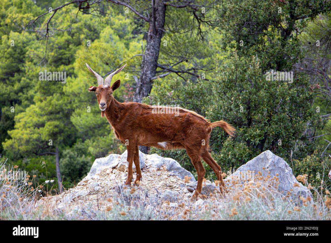 Eine wilde ziege auf einem Felsen im Wald. Stockfoto