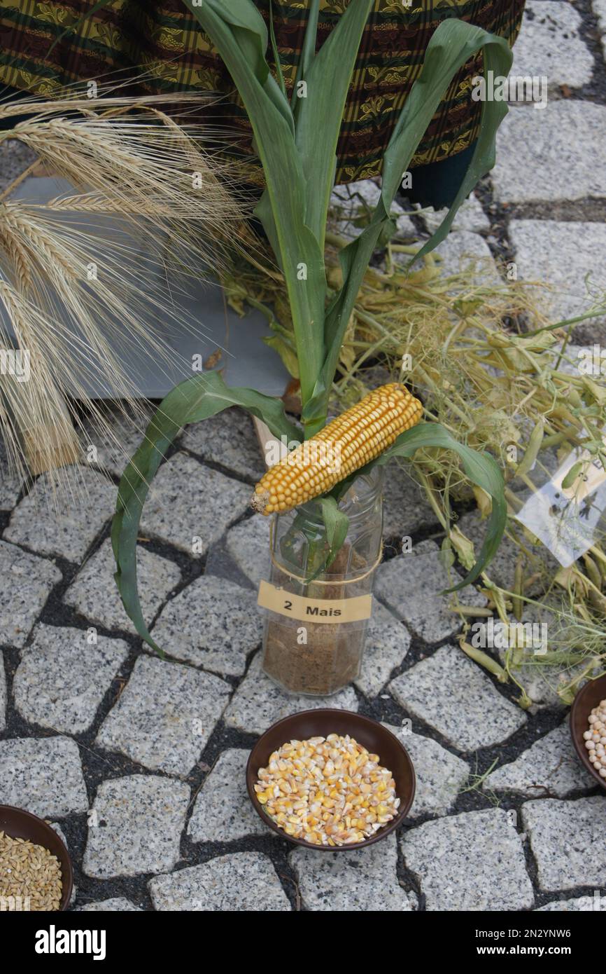 Getreideart Auf dem 1. Theilheim Heimatfest Stockfoto