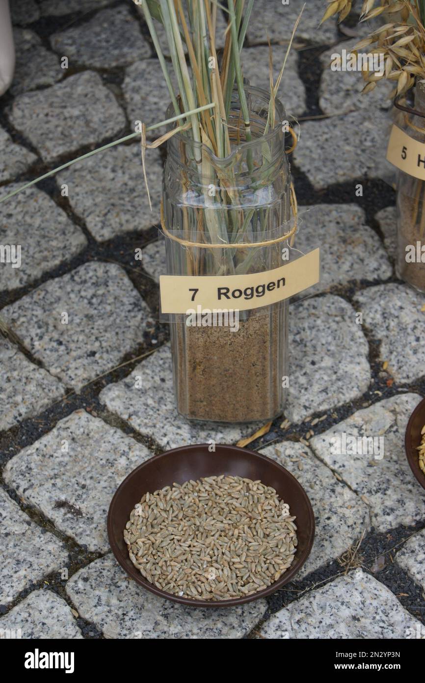 Getreideart Roggen auf dem 1. Theilheim Heimatfest Stockfoto