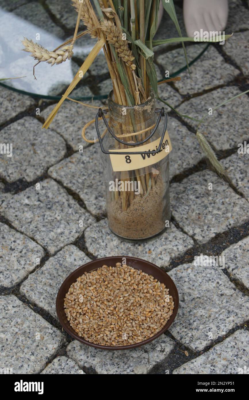 Getreideart Weizen auf dem 1. Theilheim Heimatfest Stockfoto