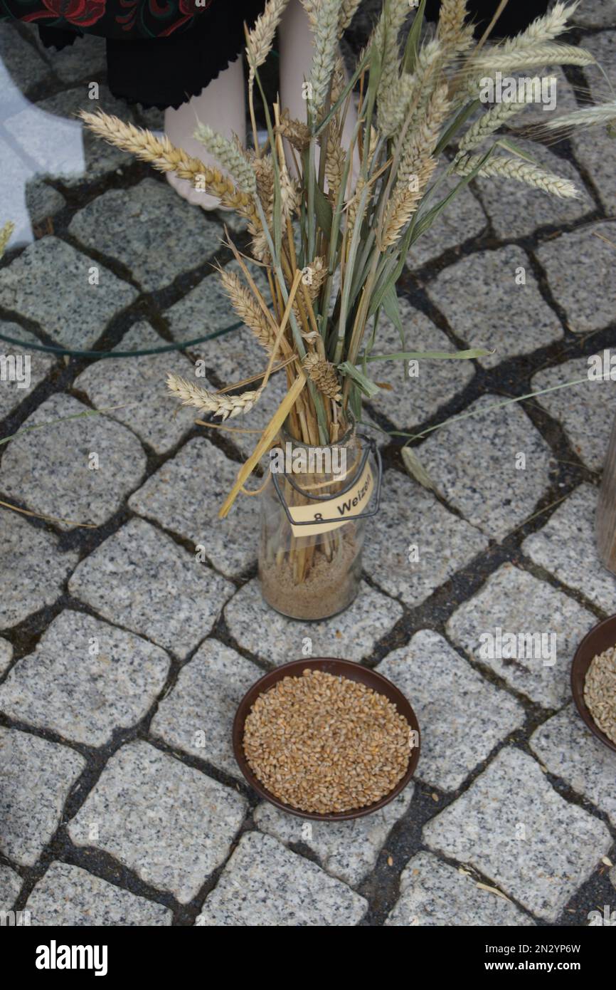 Getreideart Weizen auf dem 1. Theilheim Heimatfest Stockfoto