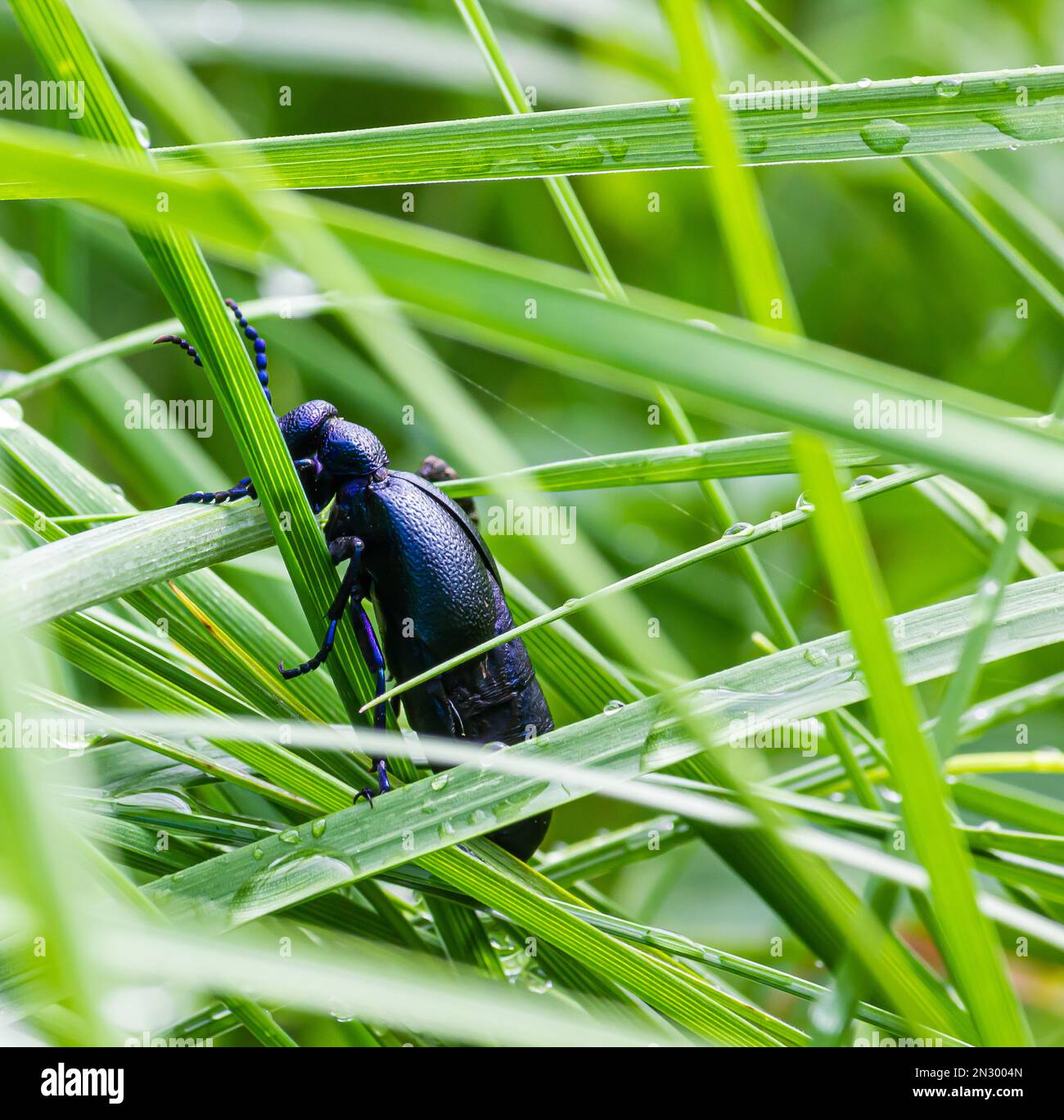 käfer im grünen Gras. Die wilde Natur. Insekten Stockfoto