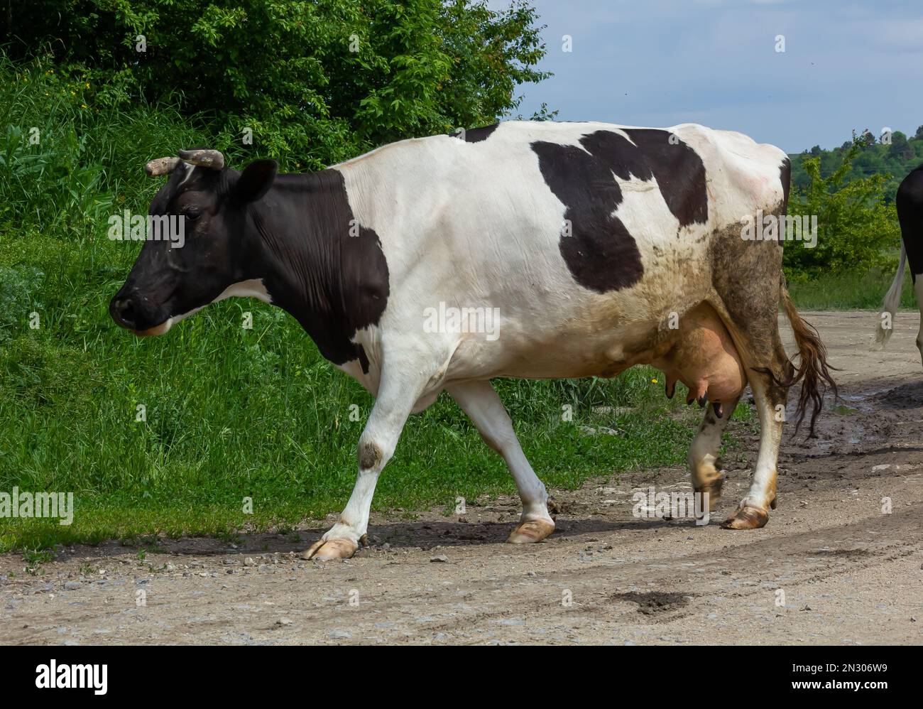 Kühe kommen an einem Sommertag auf dem Land von der Weide Stockfoto