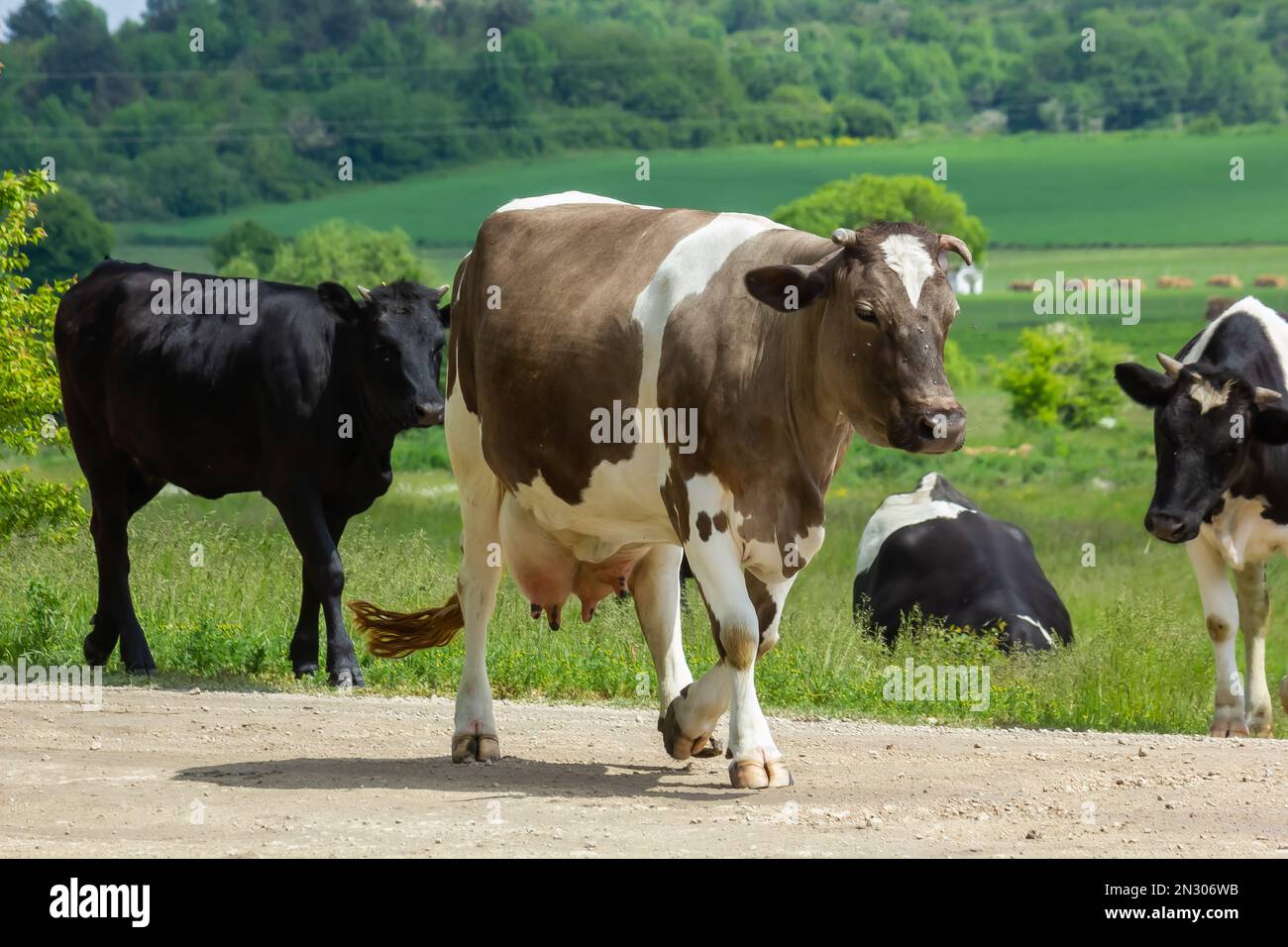 Kühe kommen an einem Sommertag auf dem Land von der Weide Stockfoto